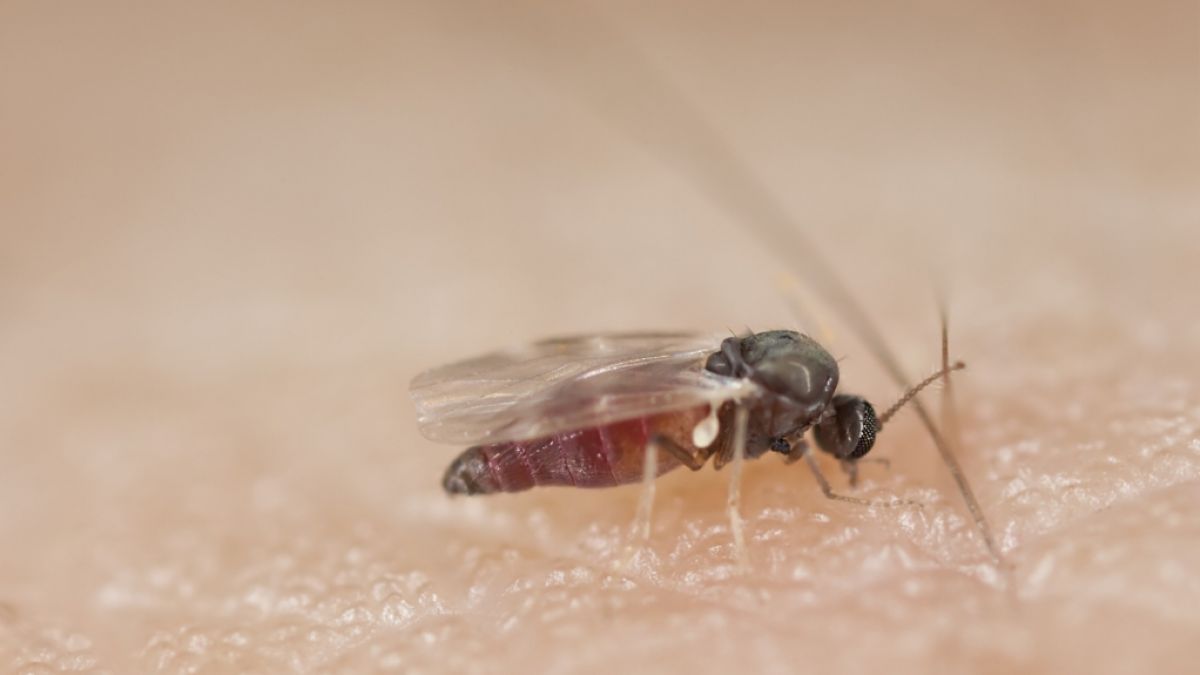 Kriebelmücken sehen der Stubenfliege sehr ähnlich. (Foto)