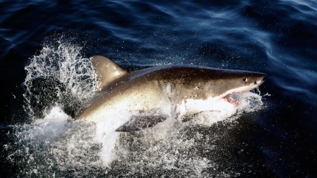 Ein Hai wurde von Unbekannten zu Tode geschleppt. (Symbolbild) (Foto)