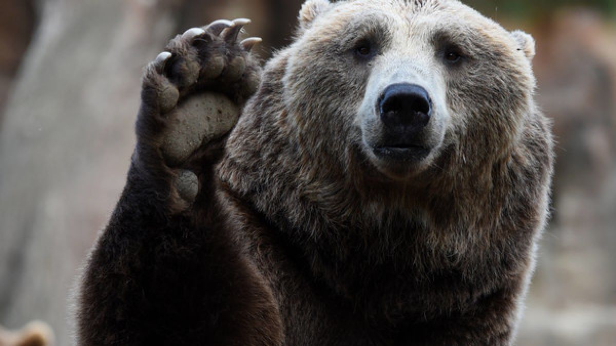 Ein Braunbär hat einen Tierpfleger in einem schwedischen Zoo zerfleischt (Symbolbild). (Foto)