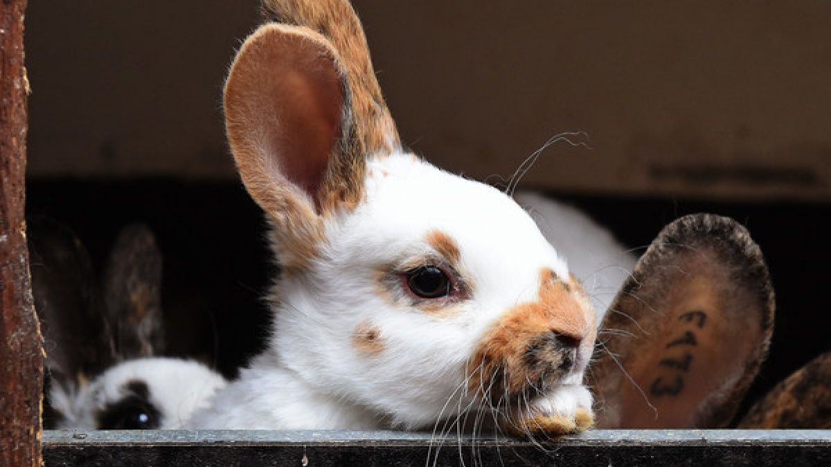 Ein Kaninchen im Tierpark Klingenthal musste eingeschläfert werden, nachdem ihm von Kindern die Wirbelsäule gebrochen wurde (Symbolbild). (Foto)