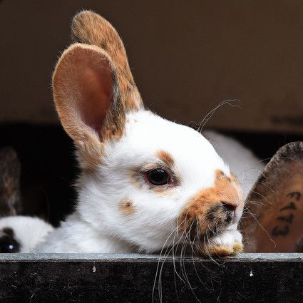 Grausame Tierquäler! Kinder brechen Kaninchen die Wirbelsäule