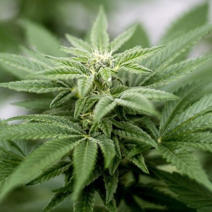 Das spricht für eine Legalisierung in Deutschland Das spricht für eine Legalisierung in Deutschland (Foto)