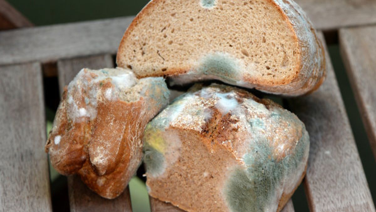 Ist verschimmeltes Brot noch genießbar oder nicht? (Foto)