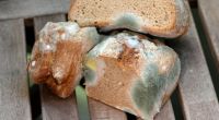 Ist verschimmeltes Brot noch genießbar oder nicht?