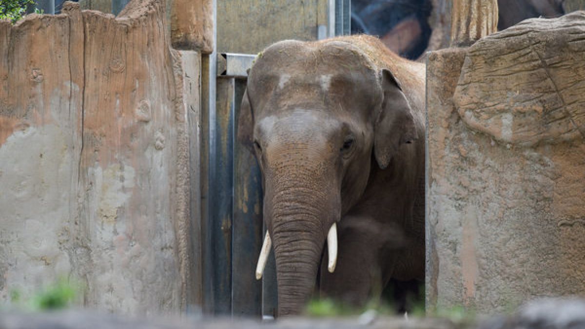 Im Leipziger Zoo wurde ein Tierpfleger offenbar von einem Elefanten verletzt. (Foto)