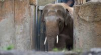 Im Leipziger Zoo wurde ein Tierpfleger offenbar von einem Elefanten verletzt.