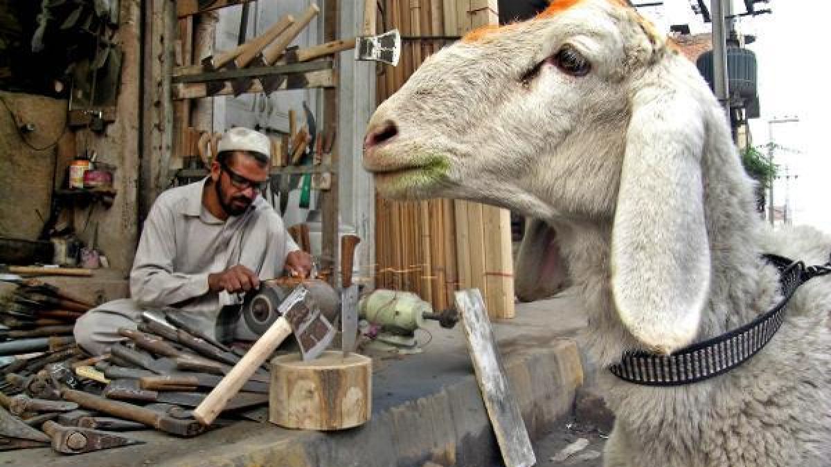 In den islamischen Ländern hat das Opferfest Eid al-Adha begonnen. Schafe oder Ziegen gelten dabei als beliebtes Opfertier für die rituelle Schlachtung. (Foto)