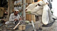 In den islamischen Ländern hat das Opferfest Eid al-Adha begonnen. Schafe oder Ziegen gelten dabei als beliebtes Opfertier für die rituelle Schlachtung.