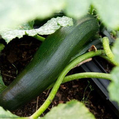 Frau liegt nach Verzehr von Zucchini drei Tage im Krankenhaus Frau liegt nach Verzehr von Zucchini drei Tage im Krankenhaus (Foto)