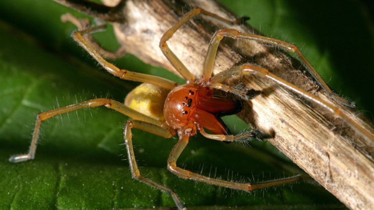 Der Ammen-Dornfinger ist die einzige für den Menschen giftige Spinnenart in Deutschland. (Foto)