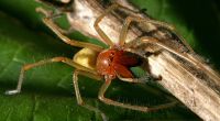 Der Ammen-Dornfinger ist die einzige für den Menschen giftige Spinnenart in Deutschland.
