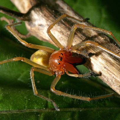 Nach Hauswinkelspinne - DIESE deutsche Spinne ist giftig!