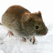 Vor allem Nagetiere übertragen das Hantavirus. Um sich nicht anzustecken, sollte man infizierte Tiere meiden. Vor allem Nagetiere übertragen das Hantavirus. Um sich nicht anzustecken, sollte man infizierte Tiere meiden.