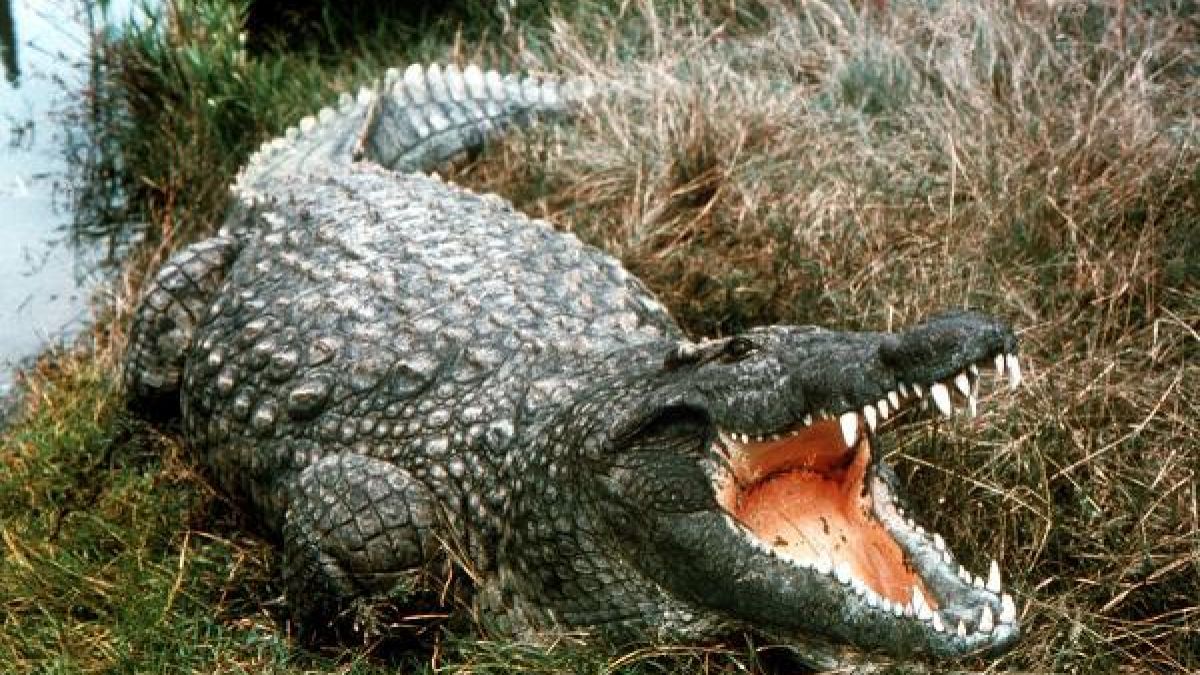 Ein Krokodil hat in Sri Lanka einen 24-jährigen Mann aus Großbritannien getötet (Symbolfoto). (Foto)