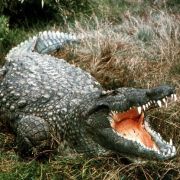 Krokodil News Aktuelle Nachrichten Zu Krokodil Aus 2021 News De