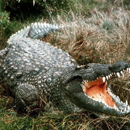 Britischer Journalist (24) von Krokodil totgemetzelt