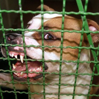 Mädchen (1) von zwei Pitbulls zerfleischt Mädchen (1) von zwei Pitbulls zerfleischt (Foto)