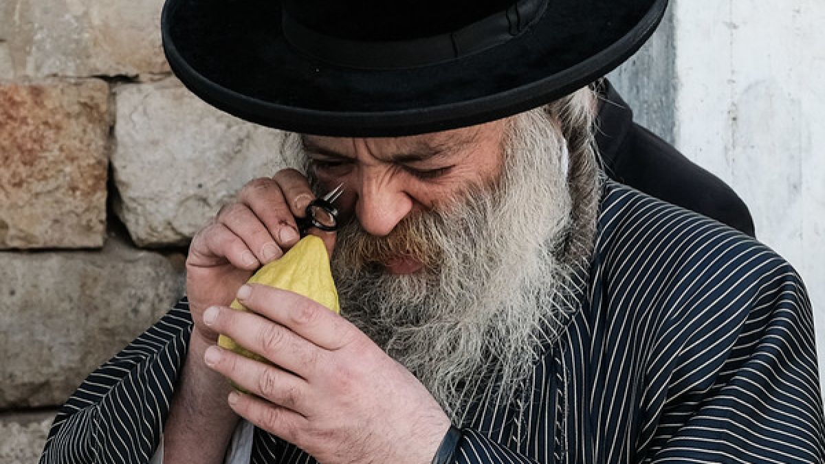 Ein orthodoxer Jude inspiziert eine Etrog. (Foto)