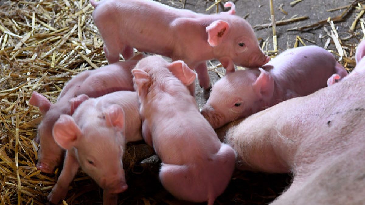 Artgerechte Schweinehaltung in Sachsen. (Foto)