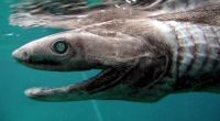 Vor Portugal wurde ein Kragenhai entdeckt.