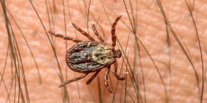 Zecken-Gefahr durch FSME