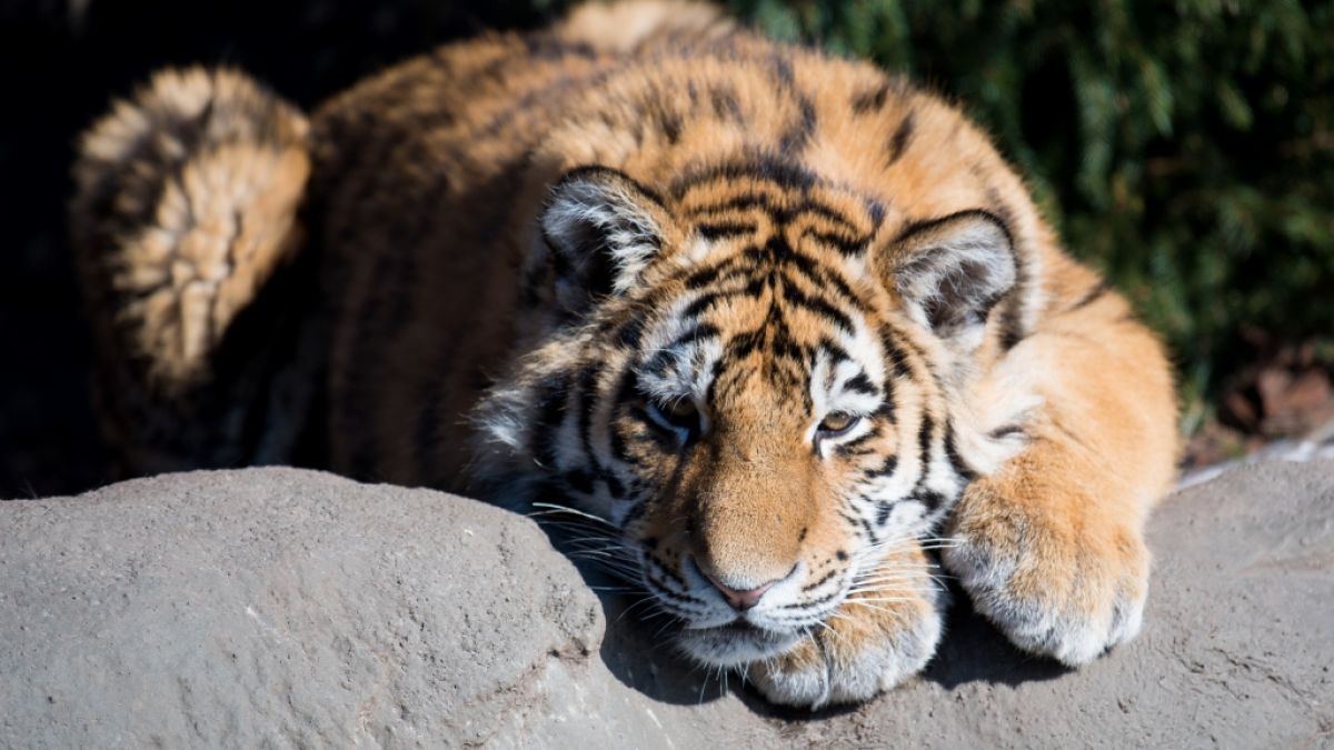 Ein Tiger hat in einem Zoo in China einen Tierpfleger angefallen und tödlich verletzt (Symbolbild). (Foto)