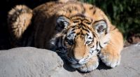 Ein Tiger hat in einem Zoo in China einen Tierpfleger angefallen und tödlich verletzt (Symbolbild).