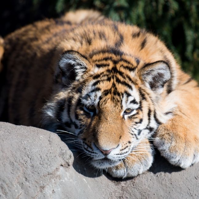 Tiger zerfleischt und frisst Zoowärter