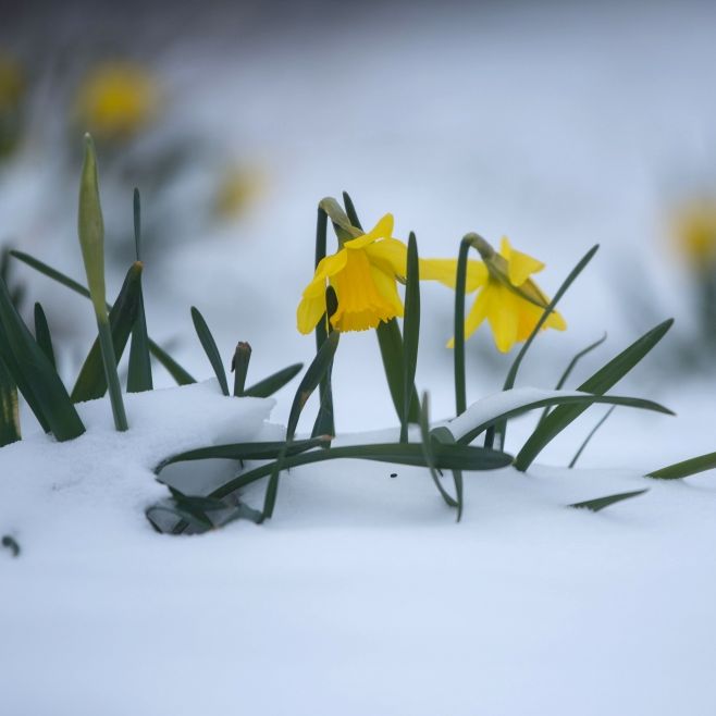 Vorsicht, Sonnenbrand! Spätwinter bringt Dauerfrost Vorsicht, Sonnenbrand! Spätwinter bringt Dauerfrost (Foto)