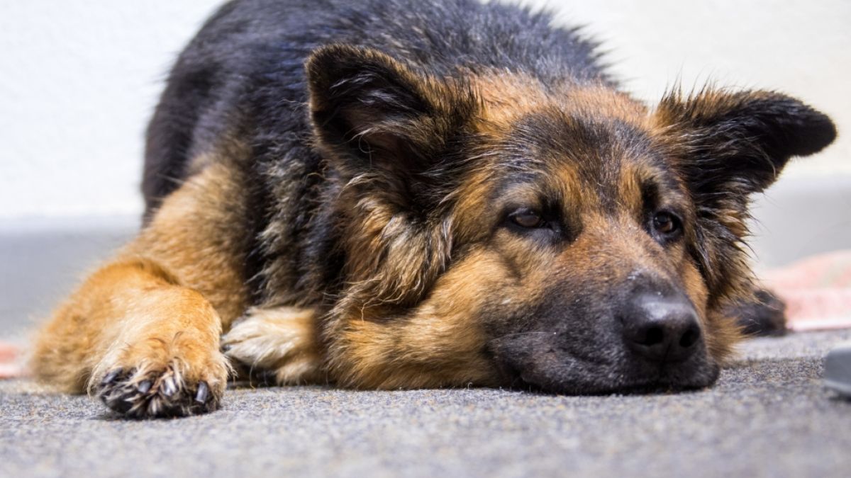 Für Hunde kann das Staupe-Virus sehr gefährlich werden. (Foto)