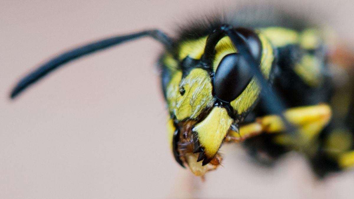 Wespen zu töten, ist nur unter bestimmten Umständen erlaubt. (Foto)