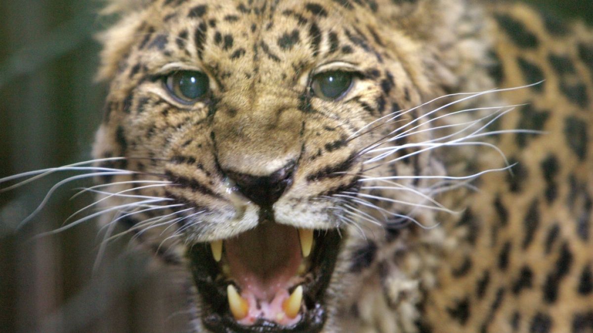 Ein Leopard hat ein deutsches Urlauberpärchen in Namibia attackiert (Symbolbild). (Foto)