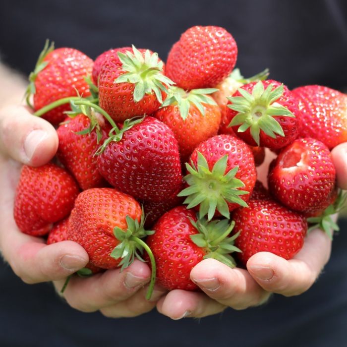 Total belastet! Gefährliche Gifte in Discounter-Erdbeeren Total belastet! Gefährliche Gifte in Discounter-Erdbeeren (Foto)