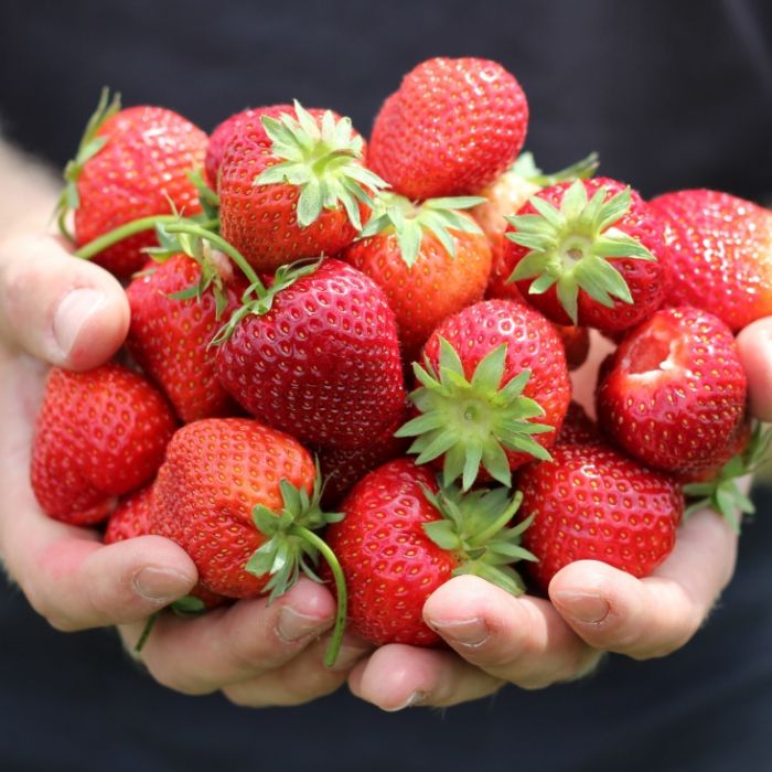 Total belastet! Gefährliche Gifte in Discounter-Erdbeeren