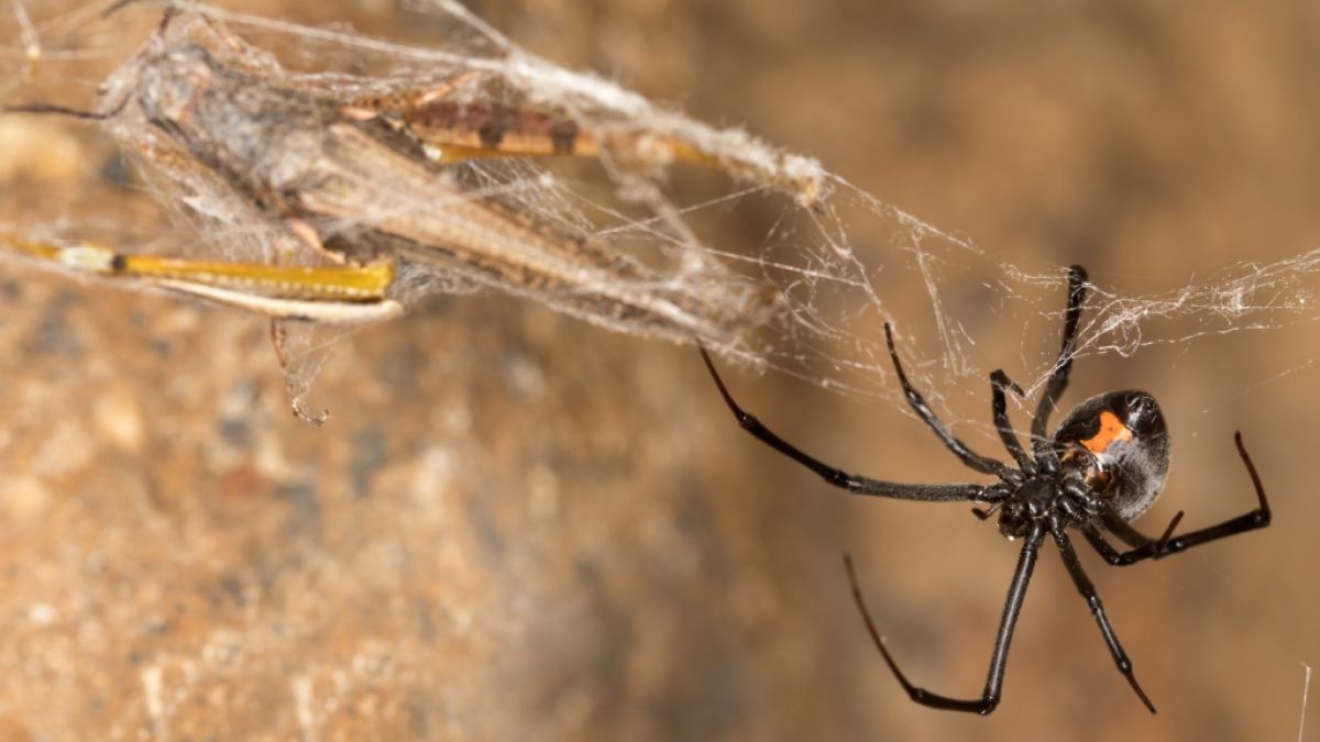Der Biss einer Spinne endete für einen Mann aus Großbritannien mit einer Amputation (Symbolbild). (Foto)