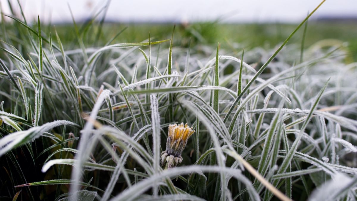 Sorgen die Eisheiligen in diesem Jahr für Frost? (Foto)