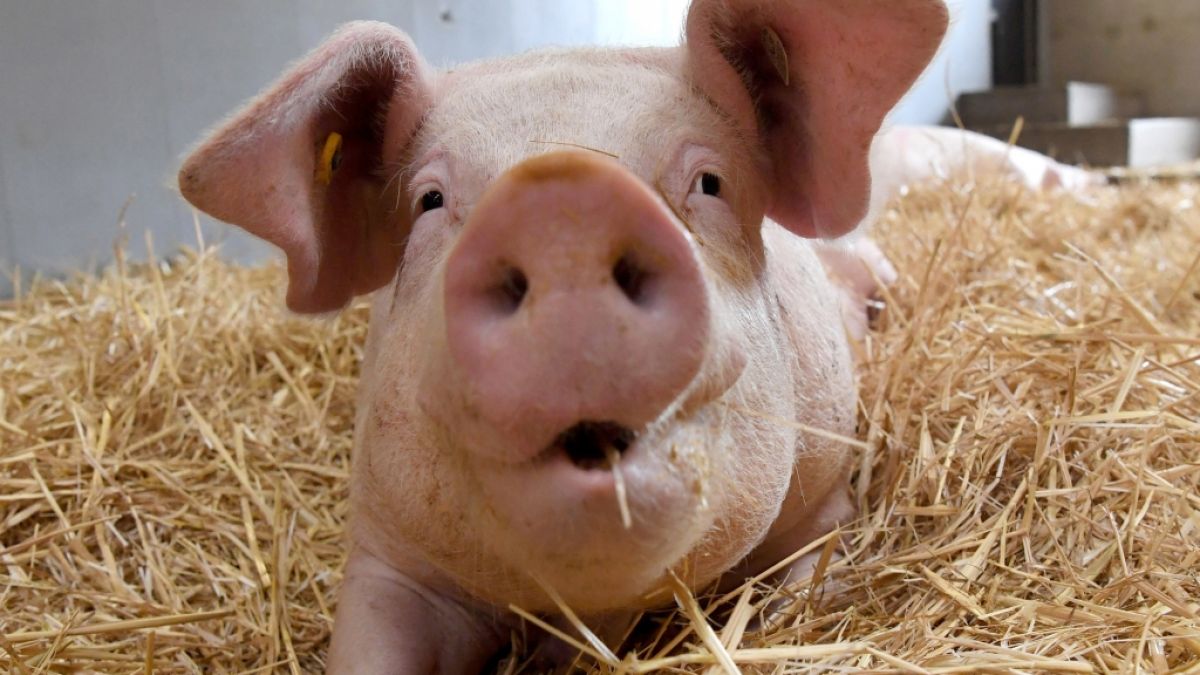 Ein YouTube-Video zeigt ein offenbar mutiertes Schwein. (Foto)