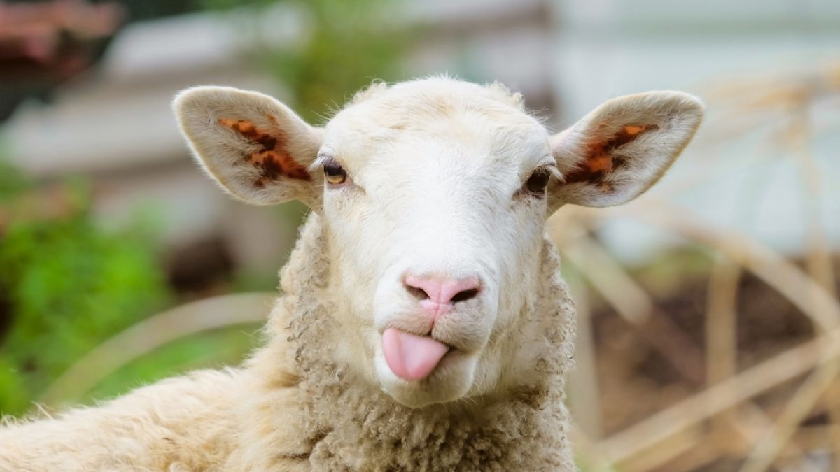 Lässt die Schafskälte Deutschland in diesem Jahr frieren? (Foto)