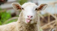 Lässt die Schafskälte Deutschland in diesem Jahr frieren?
