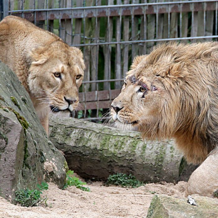 Kreisstadt-Dschungel! Löwen, Tiger und Jaguar auf freiem Fuß