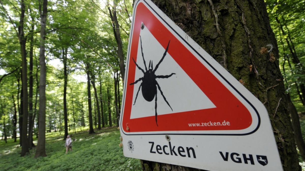 Lauern Zecken wirklich auf Bäumen? news.de klärt auf.  (Foto)
