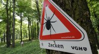 Lauern Zecken wirklich auf Bäumen? news.de klärt auf. 