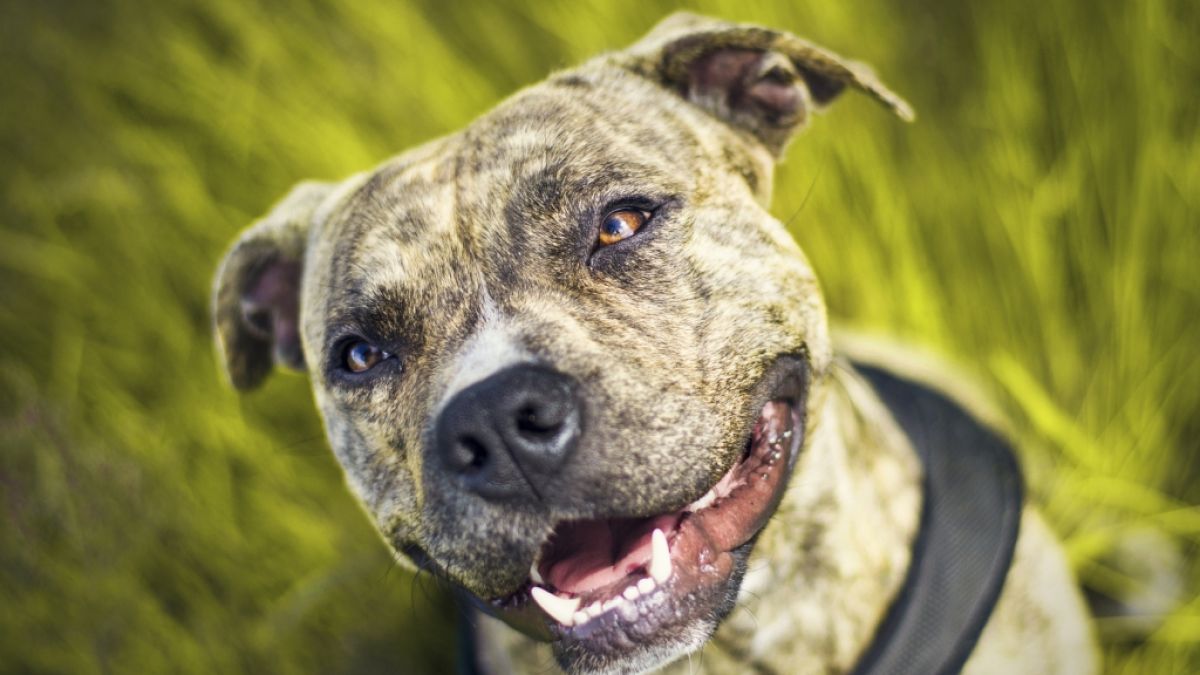 Pitbulls sind loyale, familienorientierte Hunde. Sasha aus Kalifornien hat das bestätigt. (Symbolfoto) (Foto)