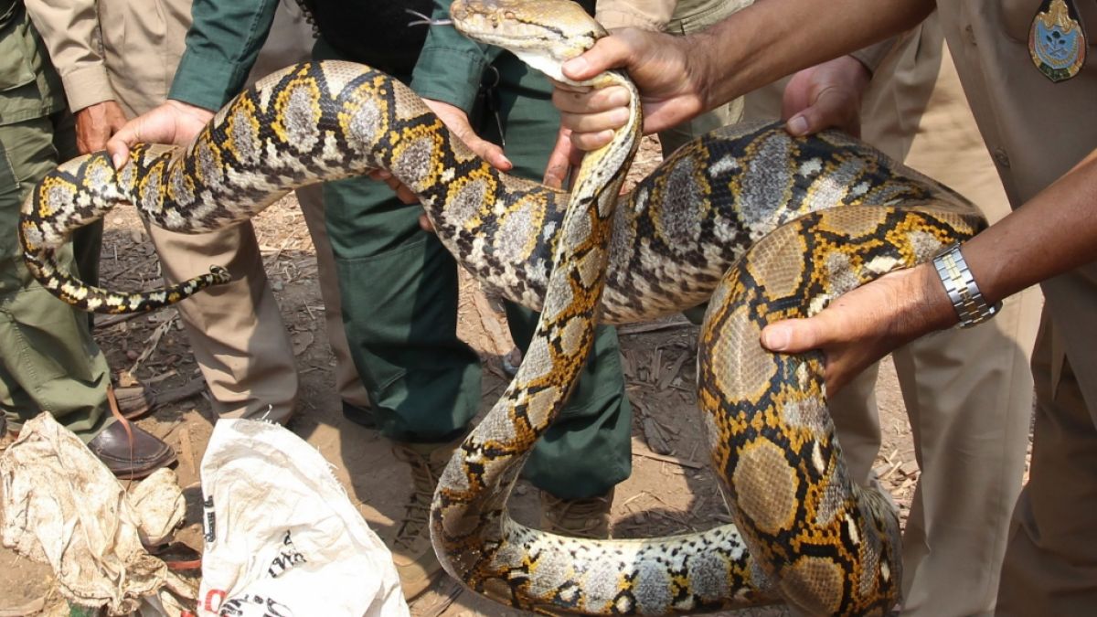 In Indonesien wurde eine Frau von einer Python verschlungen (Symbolbild). (Foto)