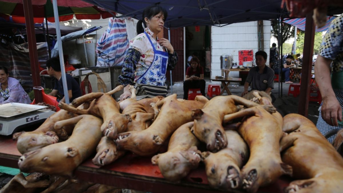 Beim Hundefleisch-Festival in China werden jährlich Tausende Tiere verspeist. (Foto)