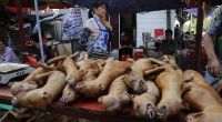 Beim Hundefleisch-Festival in China werden jährlich Tausende Tiere verspeist.