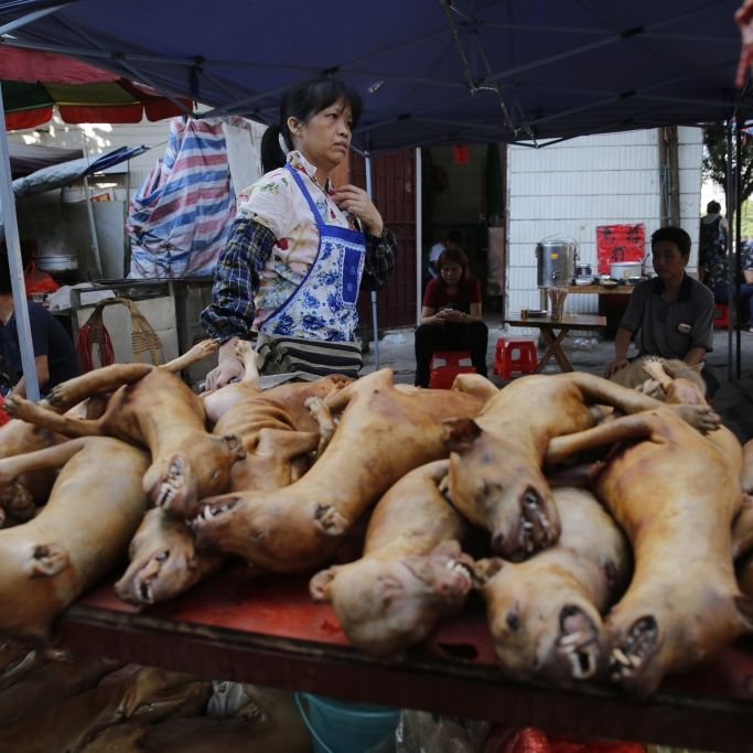 So grausam ist das ist Yulin-Schlachtfest in China