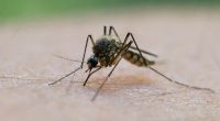 Mücken können mit einem Stich Viren und Bakterien übertragen, die gefährliche Krankheiten verursachen. 