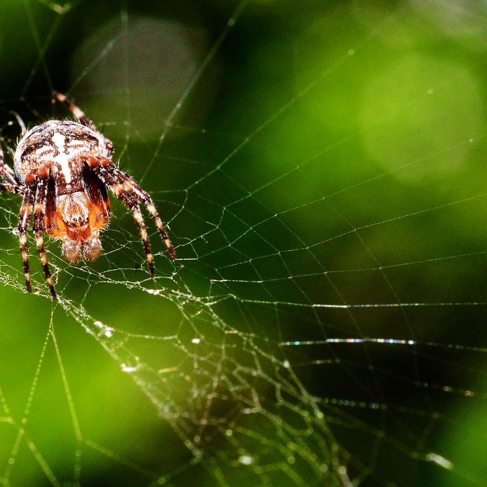 Vorsichtig, giftig! DIESE einheimischen Tiere sind tödlich