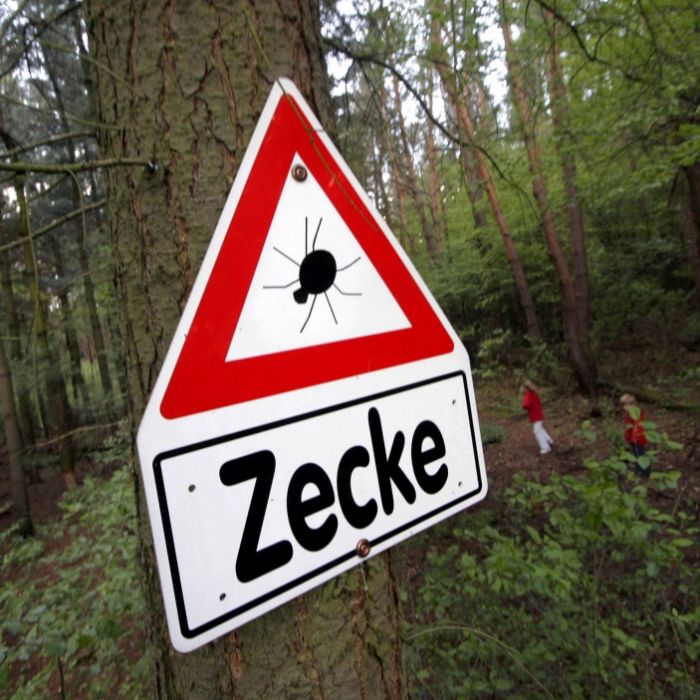 Hohes Risiko für Borreliose und FSME! Schützen Sie sich Hohes Risiko für Borreliose und FSME! Schützen Sie sich (Foto)